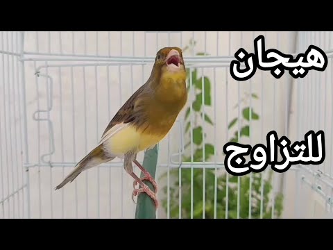تغريد كناري Chant Canaris singing canaries