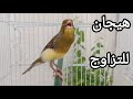 تغريد كناري Chant Canaris singing canaries