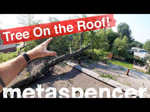 ¡Árbol en el tejado!