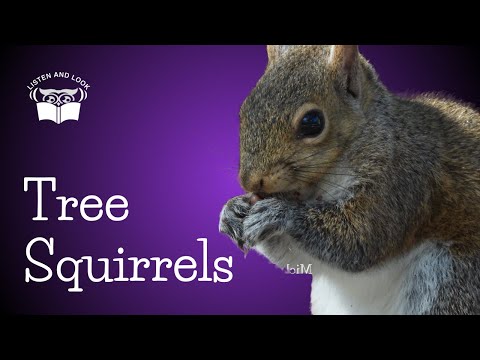 Listen and Look Burgess Animal Book Chapter 5: The Squirrels of the Trees