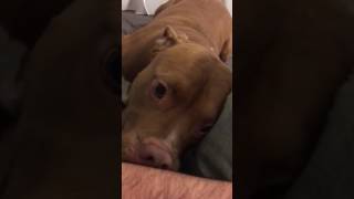 Pitbull goes crazy !!! Loses it