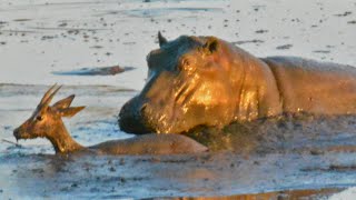 Hippo Kills an Impala That&#39;s Stuck in Mud After Lions Chased it