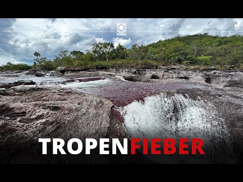 TROPENFIEBER: Caño Cristales - Apistogramma. Macarenia. Eisvögel.