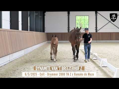 DYNAMITE VAN 'T BREEZERHOF Z