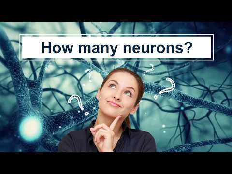 How many neurons in the brain?