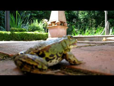 Rana kl. esculenta@Heilshorn, Germany - Final Version 2010