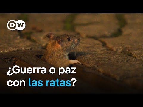 Impopular y desconocida: la rata de ciudad | DW Documental