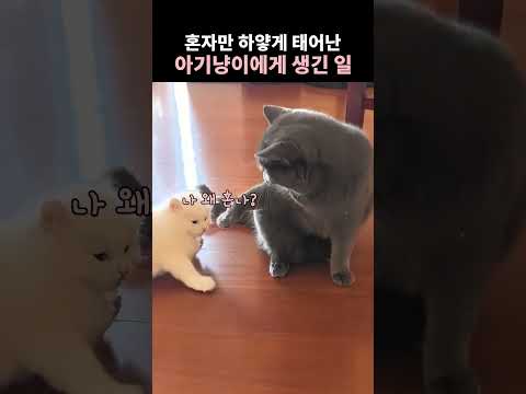 혼자만 하얗게 태어난 아기냥이에게 생긴 일