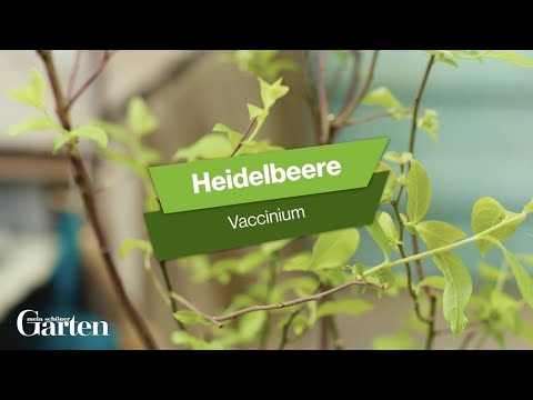 Heidelbeere Blaubeere: Tipps zur Pflanzung und Pflege