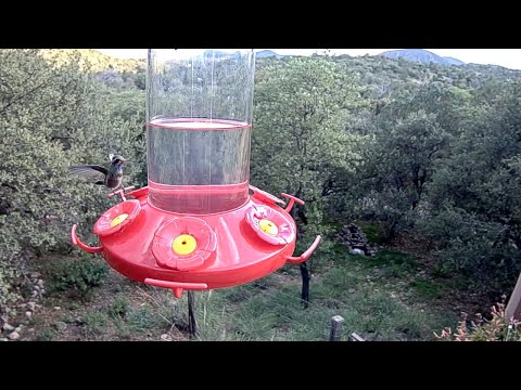 Immature Male Broad-billed Hummingbird Sips From West Texas Feeder – Aug. 30, 2023