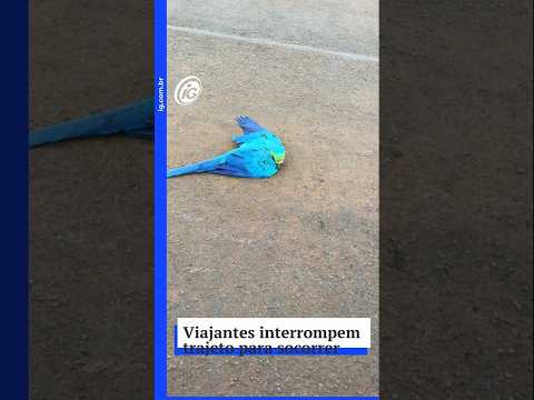 Viajantes interrompem trajeto para socorrer arara encontrada caída próximo a Edéia (GO)