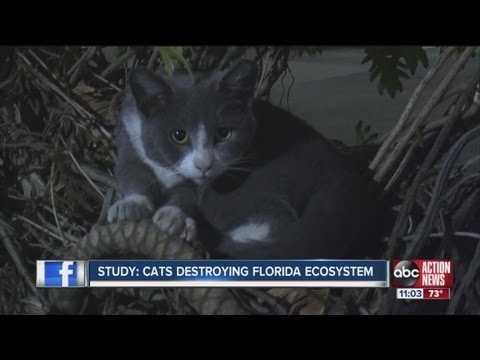 YouTube video about: Does male cat kill kittens?