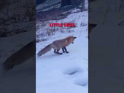 Fox dives headfirst into the snow 😅🦊