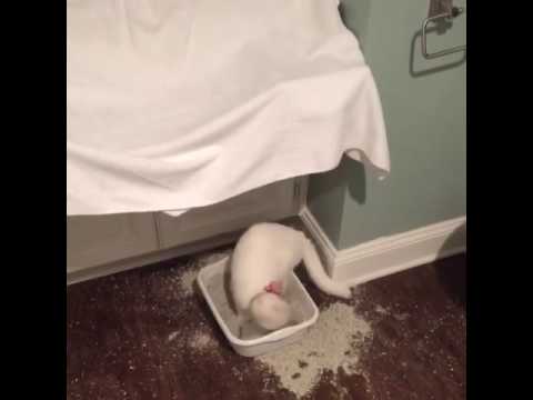 Angry Cat Throws Cat Litter Everywhere