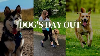 What is a Dog's Day Out?
