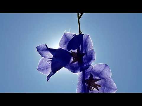 Grup Mesia - Eram cazut