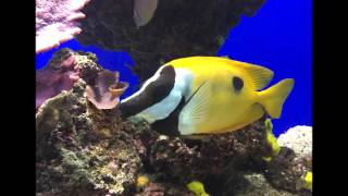 Wake (RSV), Let sleeping dogs die