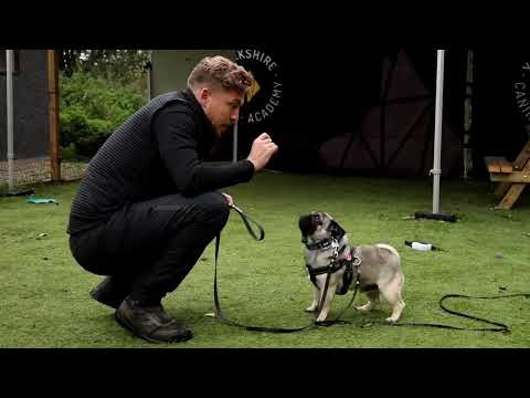 Yorkshire Canine Academy video.