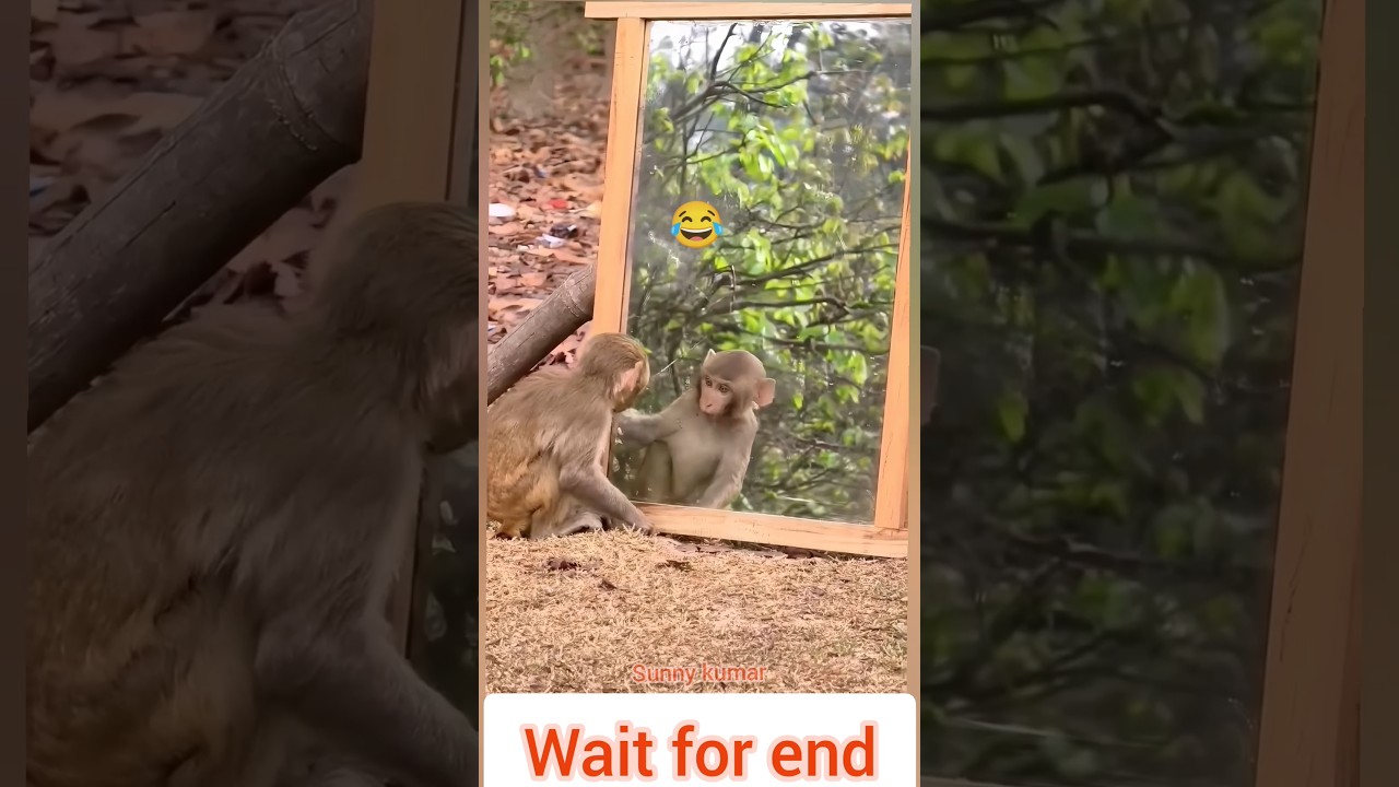 Monkey vs Mirror Kaun hai ye 😂🐒#monkeyshorts #funnymonkey #animals #wildlife #bandar