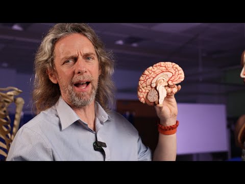 Pineal gland anatomy