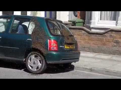 20,000 Bees Swarm Car in Portsmouth