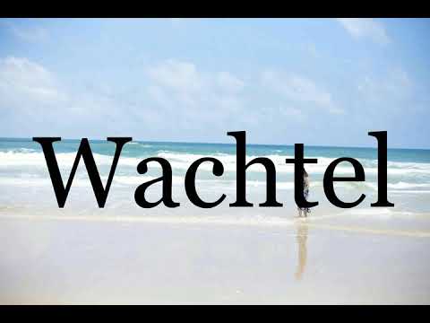 How To Pronounce Wachtel🌈🌈🌈🌈🌈🌈Pronunciation Of Wachtel