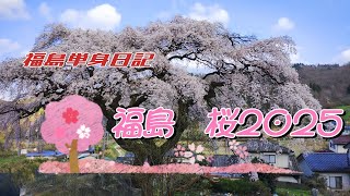 【福島単身日記】桜2025　右輪山のしだれ桜と、飯舘村の三千本桜