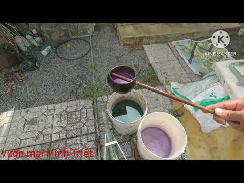 Cách bón phân npk cho cây mai trồng chậu chơi tết 2024