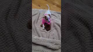Video preview image #1 Chiweenie Puppy For Sale in San Antonio, TX, USA