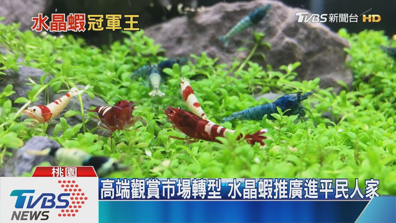 高檔水晶蝦堪比名牌包 蝦王曝飼養秘笈