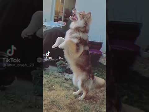 Breed's Dog Lovers in Tunisia  #husky #huskylove #cutedog #huskylife