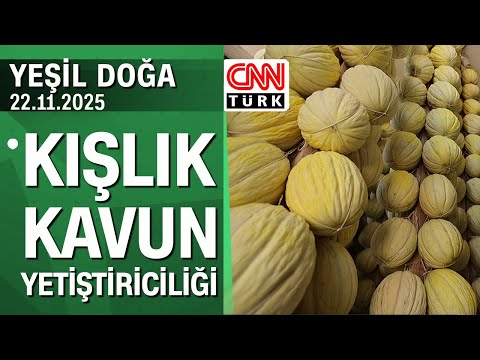 The story of winter melon cultivation (Hasanbey melon) - Yeşil Doğa 22.11.2025 Saturday