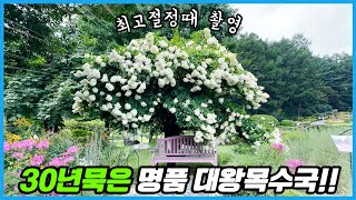 목수국을 30년 키우면 이렇게 됩니다!! 우리나라에서 가장 크고 오래된 명품 대왕목수국 자세히 살펴보기!!