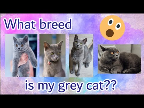What breed is my cat?? | Different kinds of grey cats | Traits and Characteristics