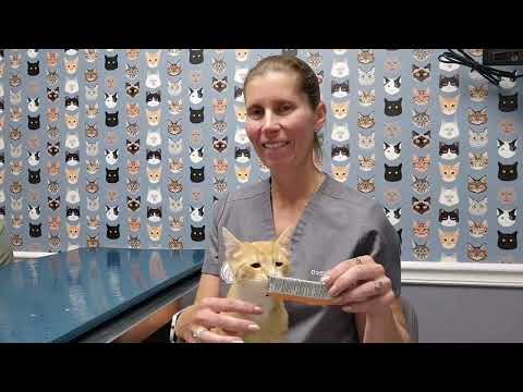 Kitten Q & A