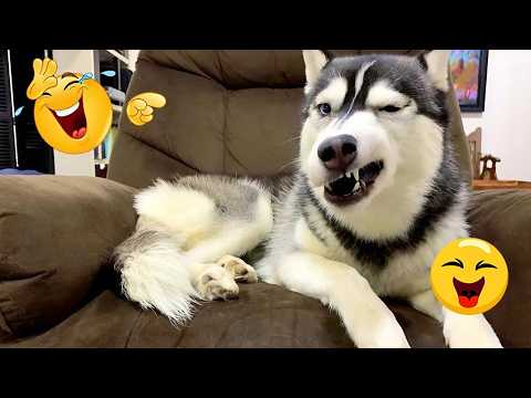 DOGS Being DRAMATIC... Best of 2026 😁🐶 |  NEW Funny Dog Videos #2