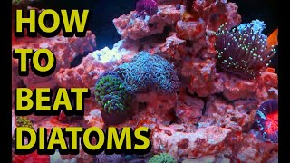 How To Get Rid Of Diatoms In A Salt Water Reef Tank