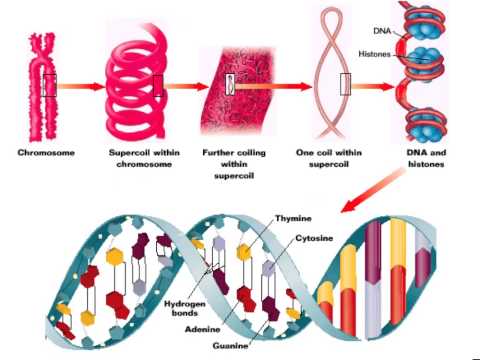 The structure of nucleic acids