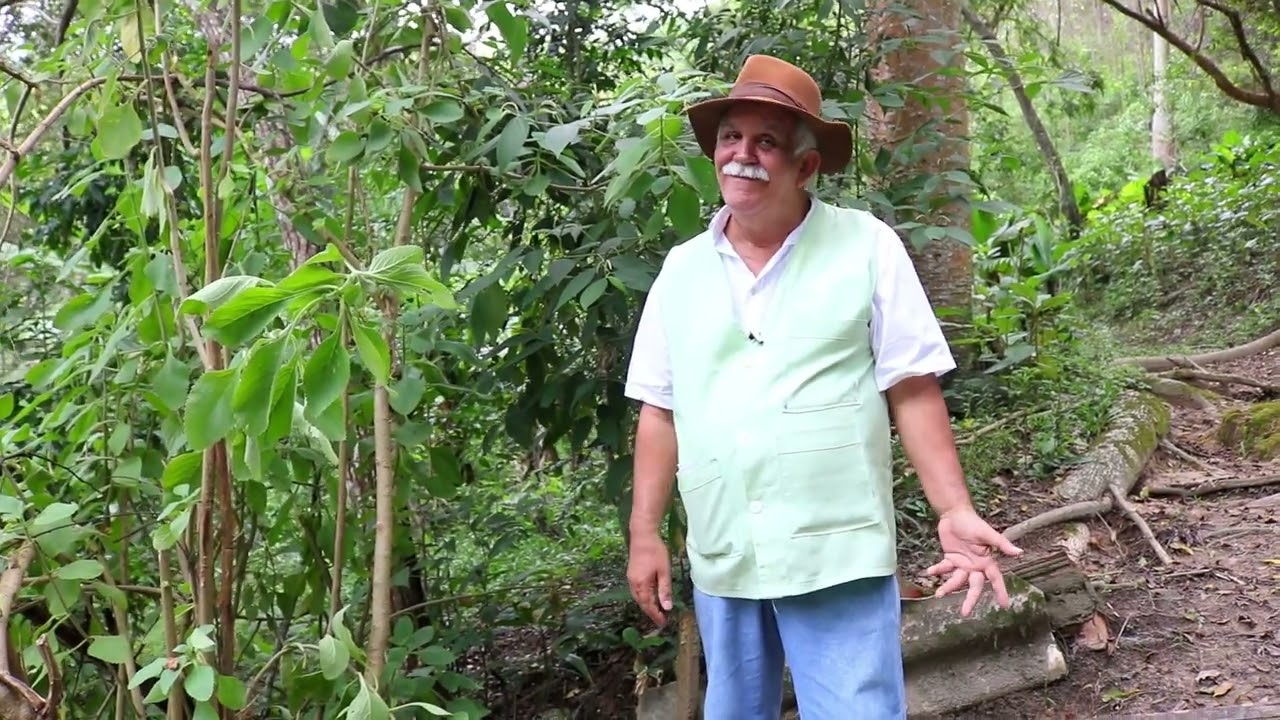 PAULO DAS ERVAS, O BOLDO É VENENOSO?