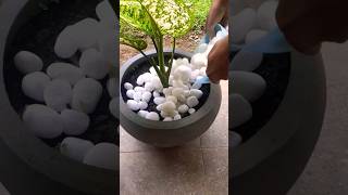 Download lagu Flower Pot Decorate with White Stones ⚪🌿😊☘️⚪ #flowerpots#decoration mp3