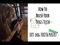 How To Brush Your Dogs Teeth DIY TOOTHPASTE FOR DOGS