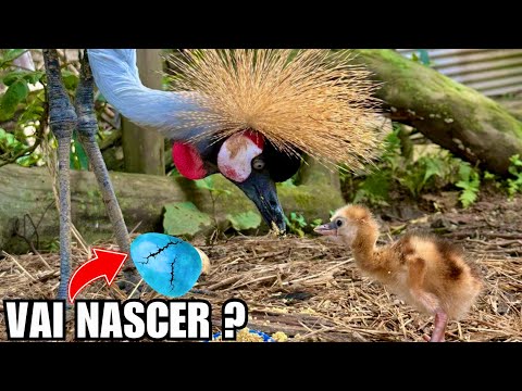 Anticipation for the hatching of a crane egg | New rare egg | Birds Recreate