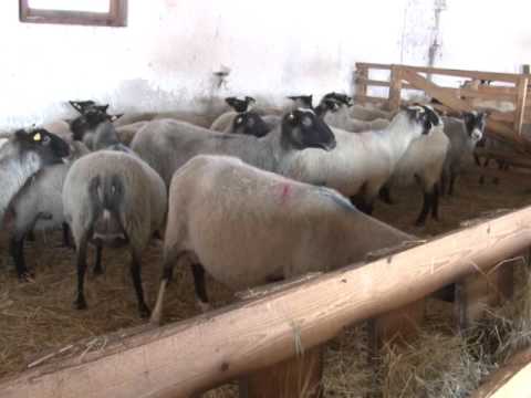 Romanovska rasa ovaca u Kragujevcu AGRODNEVNIK RTV 19.01.2016