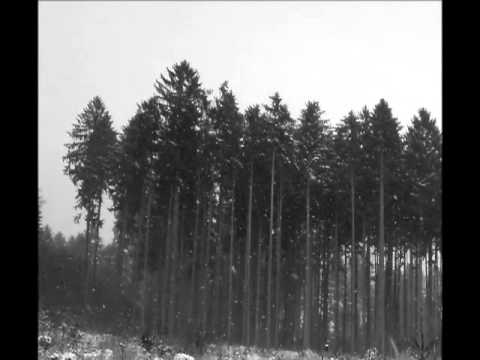 Misty Forest - Misty Forest - Ozveny hôr