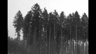 Video Misty Forest - Ozveny hôr
