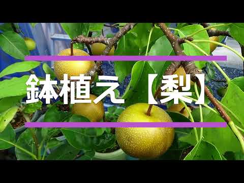 梨の木を植える：時期と方法、そしてメンテナンスのヒント！  庭園