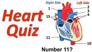 Circulatory System Musical Quiz (Heart Quiz)