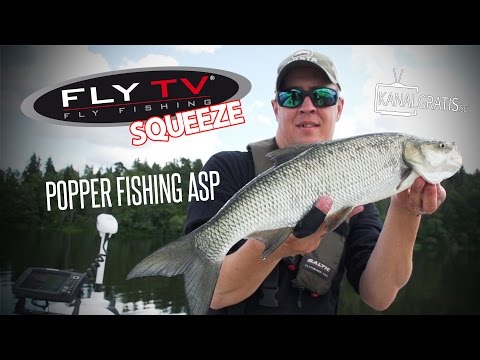 FLY TV スクイーズ - Aspのポッパーフィッシング（フライフィッシング (FLY TV Squeeze - Popper Fishing for Asp (Fly Fishing))