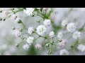 How To Grow Baby S Breath