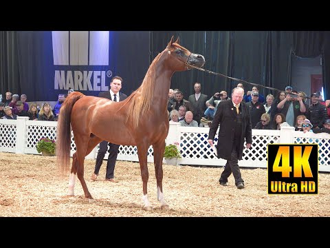 Arabian Stallion 4-6 year Halter Class | Scottsdale Arabian Horse Show 2022 الحصان العربي